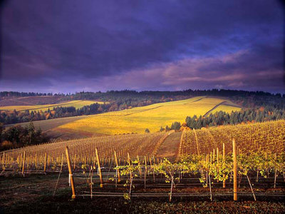 Willamette Valley Vineyard, Oregon, Usa by Janis Miglavs Pricing Limited Edition Print image