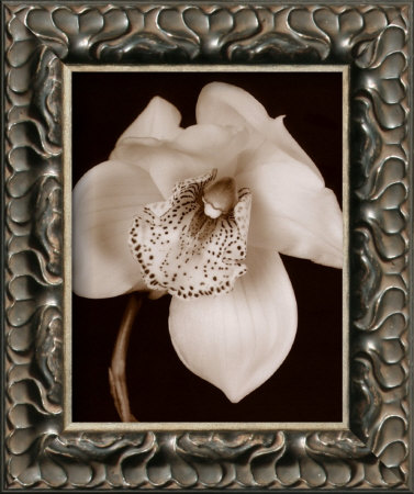 White And Black Speckled Flower by Prades Fabregat Pricing Limited Edition Print image