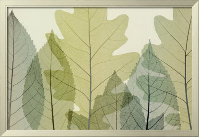Six Leaves by Steven N. Meyers Pricing Limited Edition Print image