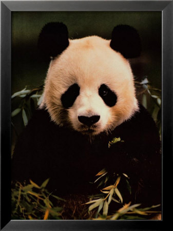 Giant Panda Feeding On Bamboo by Gerry Ellis Pricing Limited Edition Print image