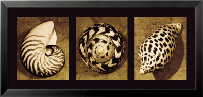 Shell Trio by Caroline Kelly Pricing Limited Edition Print image