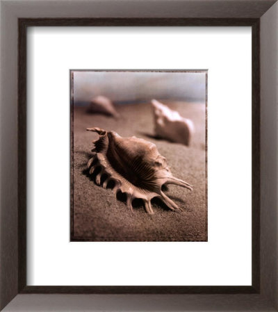 Seashell Iii by Sondra Wampler Pricing Limited Edition Print image