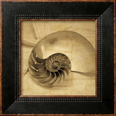Chambered Nautilus by John Seba Pricing Limited Edition Print image
