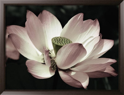 The Blossom by Andy Neuwirth Pricing Limited Edition Print image