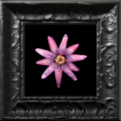 Passion Flower by Joson Pricing Limited Edition Print image