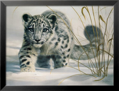 Snow Leopard Cub by Ian Coleman Pricing Limited Edition Print image
