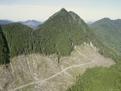 Aerial View Of A Swath Of Forest Cleared By Logging by Stephen Sharnoff Pricing Limited Edition Print image