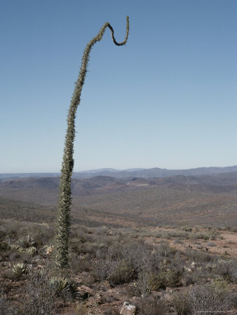 A Boojum Tree (Idria Columnaris) Resembles A Coat Hanger At Its Tip by Stephen Sharnoff Pricing Limited Edition Print image