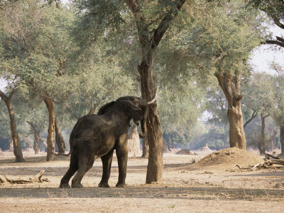 An African Elephant Pushes Against An Ana Tree by Beverly Joubert Pricing Limited Edition Print image