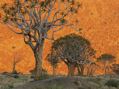 Quiver Trees, Richtersveld National Park, South Africa by Frans Lanting Pricing Limited Edition Print image