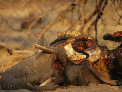 Lion Peers Over The Carcass Of An Elephant by Beverly Joubert Pricing Limited Edition Print image