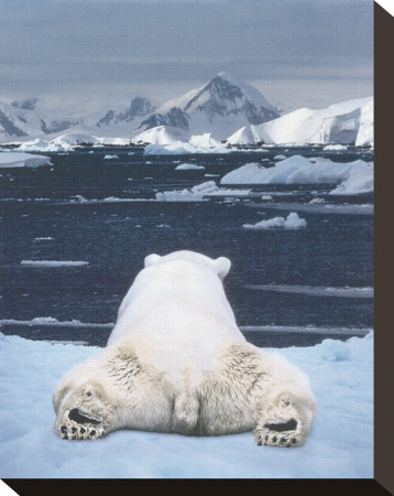 Dream Of A Polar Bear by Art Wolfe Pricing Limited Edition Print image