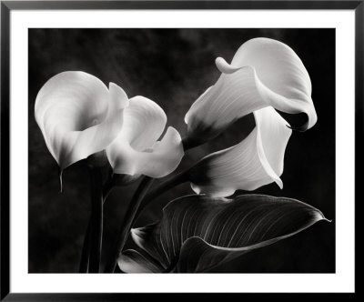 Cala Lilies No. 1 by Sondra Wampler Pricing Limited Edition Print image