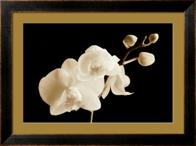 Phalaenopsis, Little Sierra by Sondra Wampler Pricing Limited Edition Print image