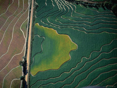 Aerial View Of Cultivated Fields, Parkin, Arizona, Usa by Jim Wark Pricing Limited Edition Print image