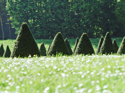 Superimposed Lines Of Topiary Yew Pyramids Beyond Meadow Foreground; Fontainebleau, France by Martine Mouchy Pricing Limited Edition Print image