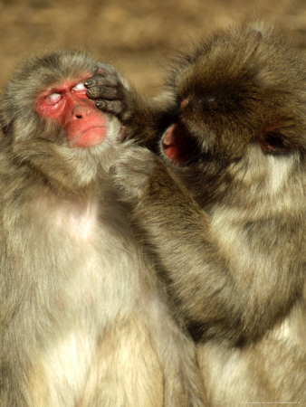 Japenese Snow Monkey, Macaca Fuscata by Brian Kenney Pricing Limited Edition Print image