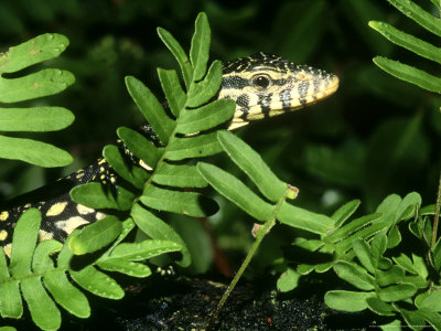 Nile Monitor, Varanus Niloticus Young Lizard Egypt by Brian Kenney Pricing Limited Edition Print image