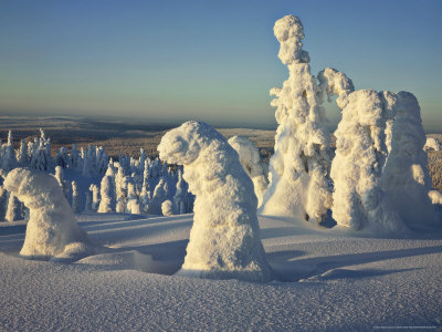 Snow Covered Spruces, Riisitunturi National Park, North Finland by Heikki Nikki Pricing Limited Edition Print image