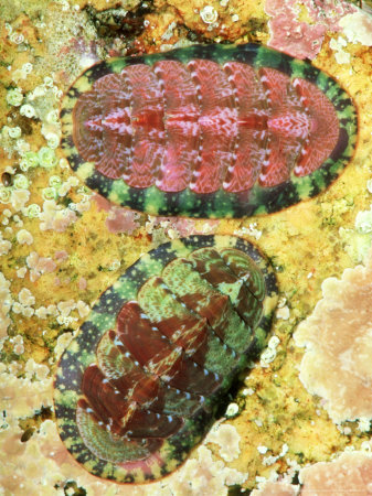 Red Chitons, Schootic Pt, Maine, Usa by Gustav Verderber Pricing Limited Edition Print image