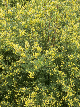 Japanese Holly, Ilex Crenata Variegata by Geoff Kidd Pricing Limited Edition Print image