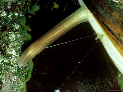 Common Mussel, Laying Off Byssus Hairs, Uk by Oxford Scientific Pricing Limited Edition Print image