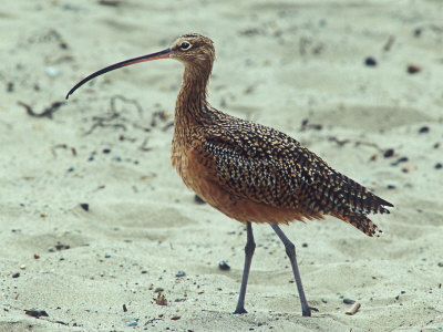Long-Billed Curlew, Standing In Sand, California by David Boag Pricing Limited Edition Print image