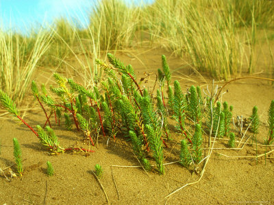 Sea Spurge, Summer by David Boag Pricing Limited Edition Print image