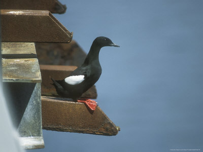 Black Guillemot, Nesting by David Boag Pricing Limited Edition Print image