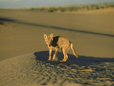 Coyote, Canis Latrans On Sand Dunes Idaho, Usa by Alan And Sandy Carey Pricing Limited Edition Print image