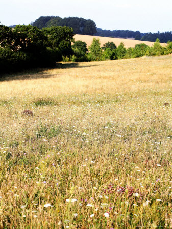 Wild Flower Meadow In Summer, West Berkshire, Uk by Philip Tull Pricing Limited Edition Print image