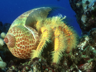 Hairy Hermit Crab In A Tun Shell, Hawaii by David B. Fleetham Pricing Limited Edition Print image