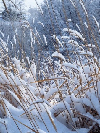 Snow Covered Grass In Winter by Karl Neumann Pricing Limited Edition Print image