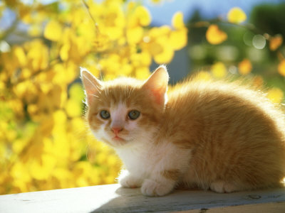 Orange And White Kitten, Usa by Alan And Sandy Carey Pricing Limited Edition Print image