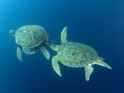 Green Sea Turtle, Mating Pair Being Followed By Another Male, Malaysia by David B. Fleetham Pricing Limited Edition Print image