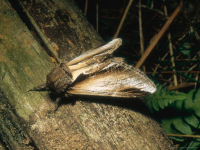 Swallow Prominent, Imago, Clipstone Forest, Nottinghamshire, Uk by David Fox Pricing Limited Edition Print image