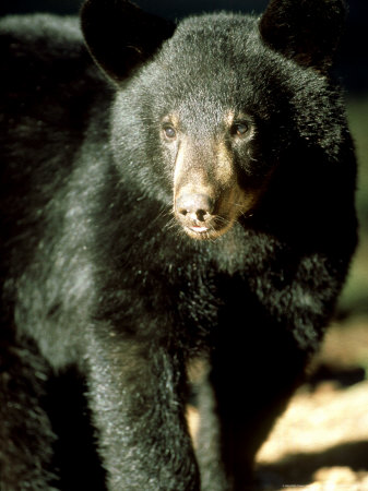 Black Bear, Standing, Mexico by Patricio Robles Gil Pricing Limited Edition Print image