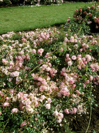 Rosa Pheasant Procumbent Rose Ground Cover Waterperry Gardens Oxon by David Askham Pricing Limited Edition Print image
