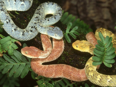 African Bush Viper, Atheris Squamiger, 3 Colour Morphs, W & C Africa by Brian Kenney Pricing Limited Edition Print image