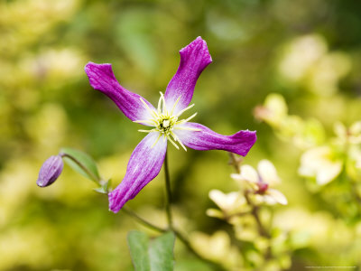 Clematis X Triternata Rubromarginata Growing Over Lonicera Nitida Baggesens Gold by Geoff Kidd Pricing Limited Edition Print image