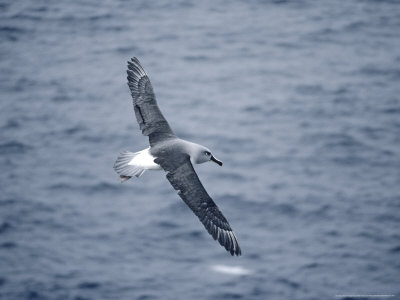 Grey Headed Albatross In Flight, Georgia by Ben Osborne Pricing Limited Edition Print image
