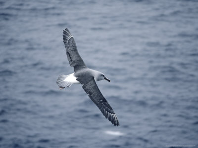 Grey Headed Albatross In Flight, Georgia by Ben Osborne Pricing Limited Edition Print image