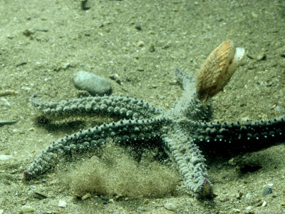 Scallop, And Starfish, Uk by Oxford Scientific Pricing Limited Edition Print image