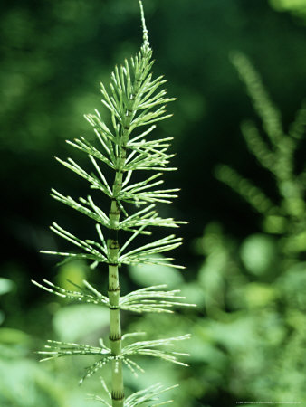 Horsetail, Equisetum Arvense by Oxford Scientific Pricing Limited Edition Print image