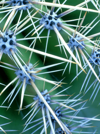 Saguaro Cactus, Close Up Of Spines, Arizona by Oxford Scientific Pricing Limited Edition Print image