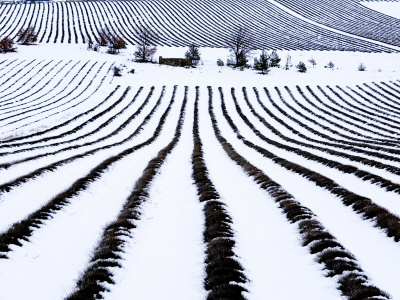 Field Of Lavender Covered In Snow, Vaucluse, France by Alain Christof Pricing Limited Edition Print image