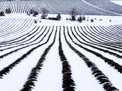 Field Of Lavender Covered In Snow, Vaucluse, France by Alain Christof Pricing Limited Edition Print image