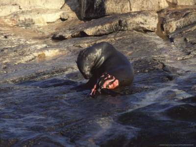 Cape Fur Seal, Injured By Great White Shark At Seal Island, South Africa, Atlantic Ocean by Chris And Monique Fallows Pricing Limited Edition Print image