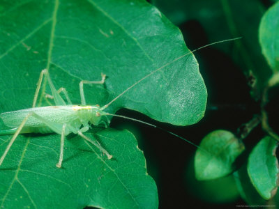 Oak Bush Cricket, Female Imago, Nottingham, Uk by David Fox Pricing Limited Edition Print image