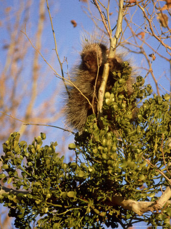 North American Porcupine In Tree, Mexico by Patricio Robles Gil Pricing Limited Edition Print image